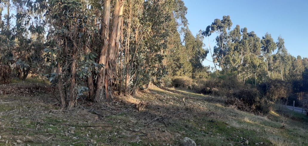 🌿 Parcelación Hacienda Vichuquén - Imagen 6