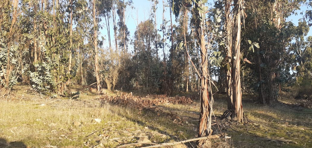 🌿 Parcelación Hacienda Vichuquén - Imagen 7