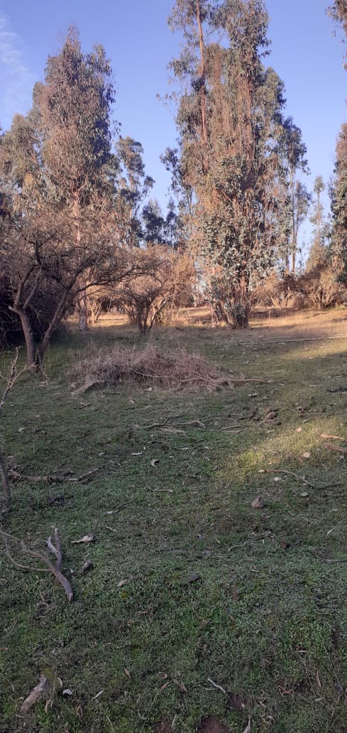 🌿 Parcelación Hacienda Vichuquén - Imagen 4