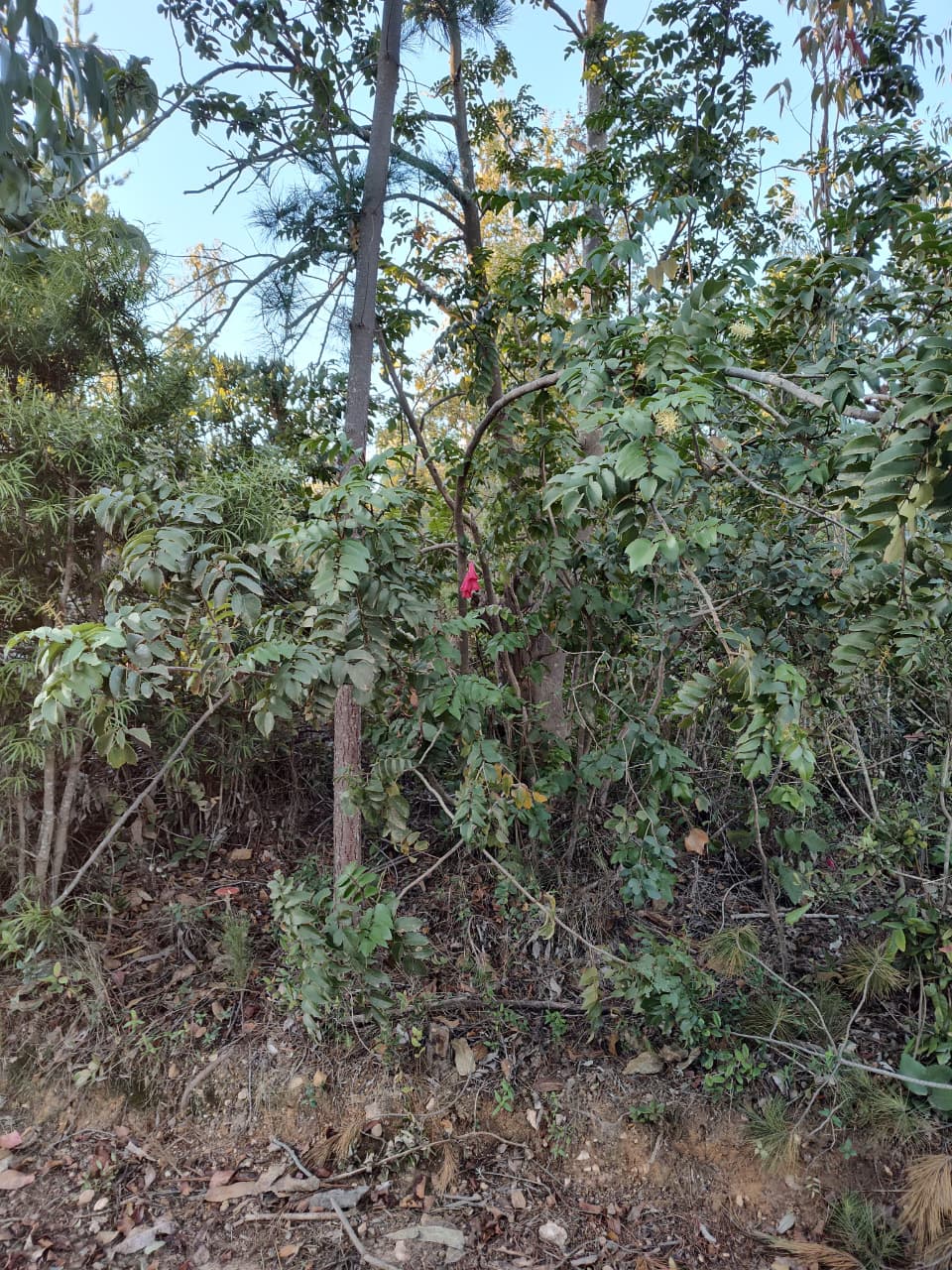 🌿 Parcelación Montaña de Reyes - Imagen 6