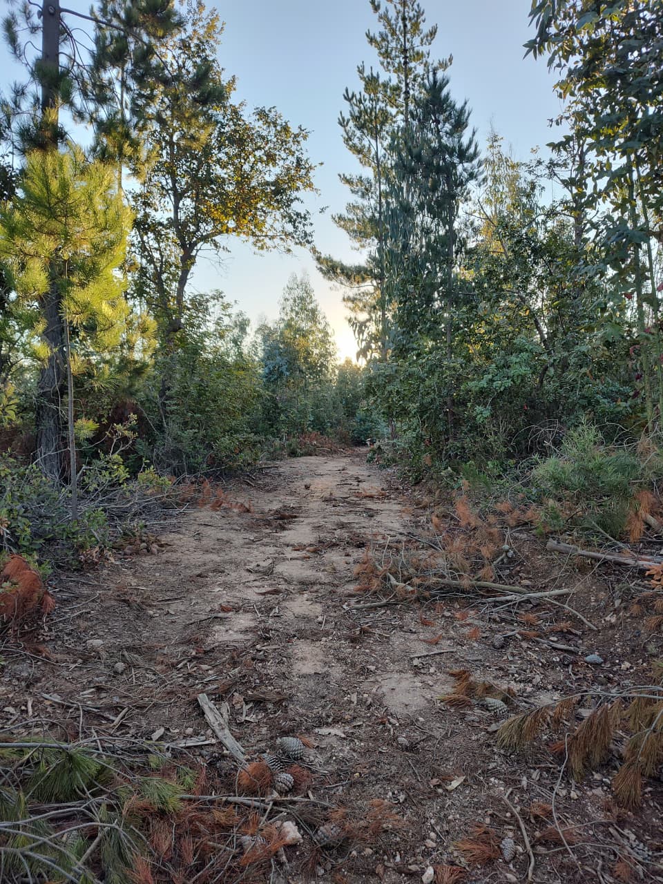 🌿 Parcelación Montaña de Reyes - Imagen 2