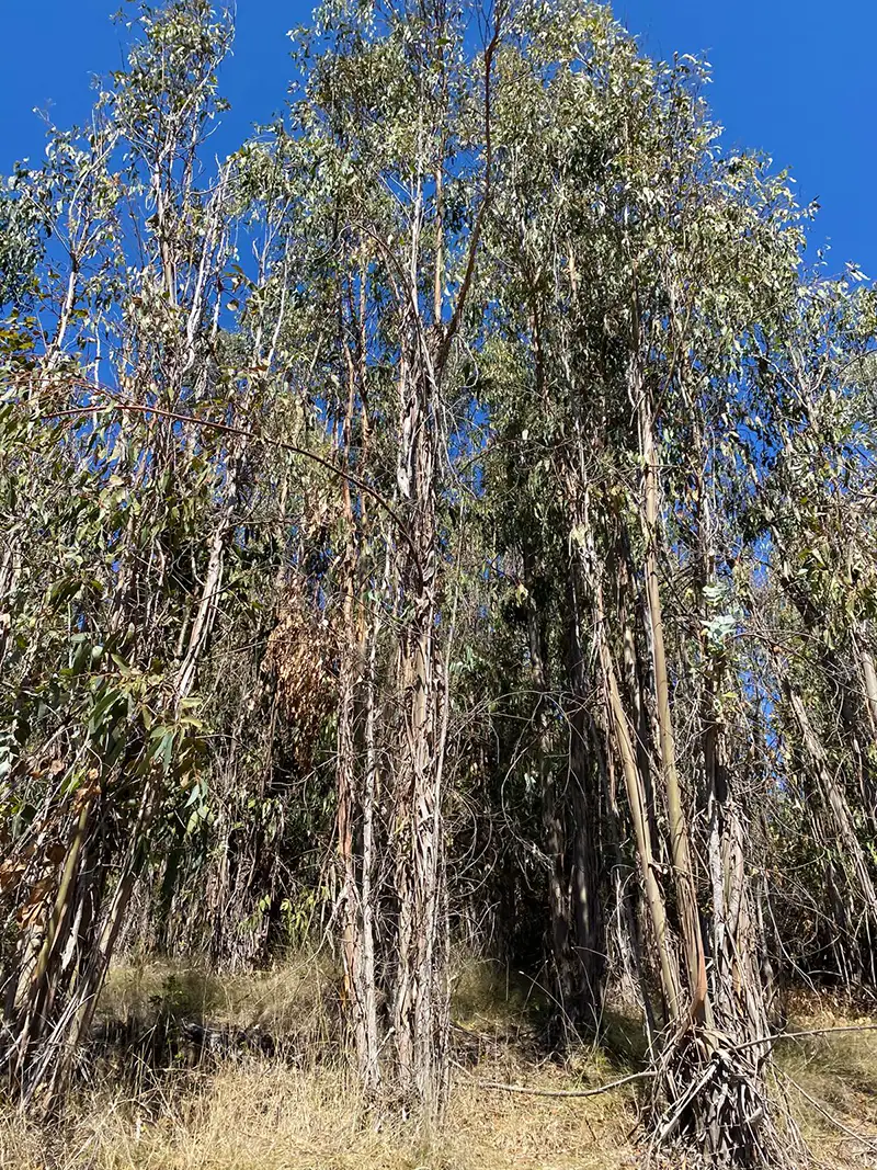 🌿 Parcelación Lomas de Puertecillo - Imagen 6