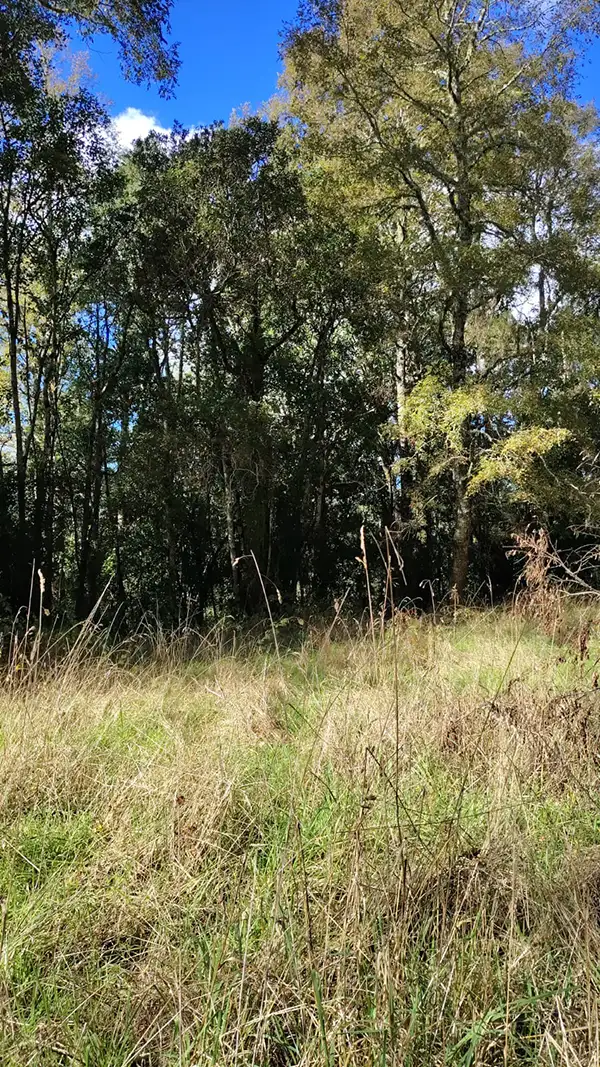 🌿 Parcelación Bosques De Frutillar - Imagen 7