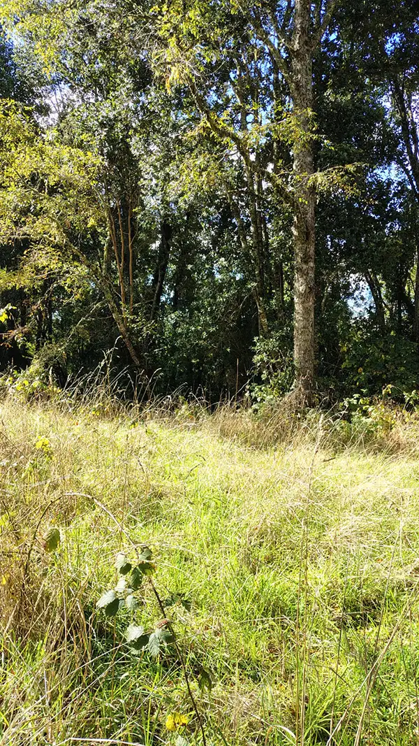 🌿 Parcelación Bosques De Frutillar - Imagen 6