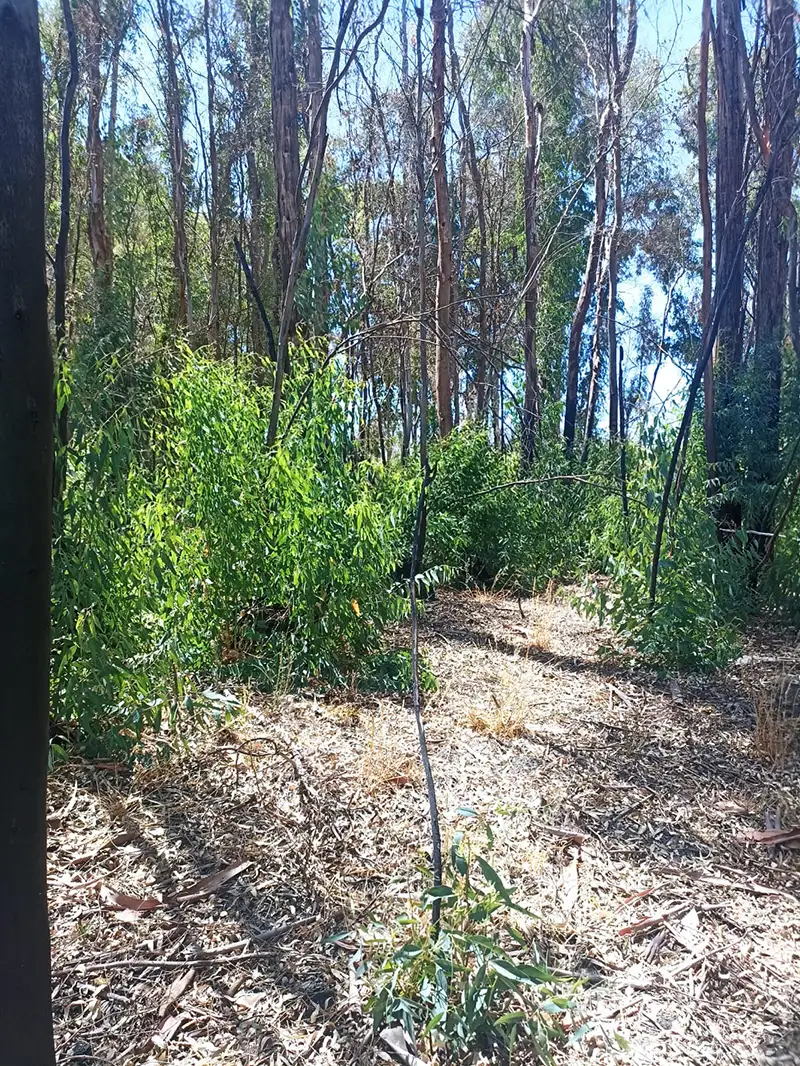 🌿 Parcelación Olivos de Marchigue - Imagen 6