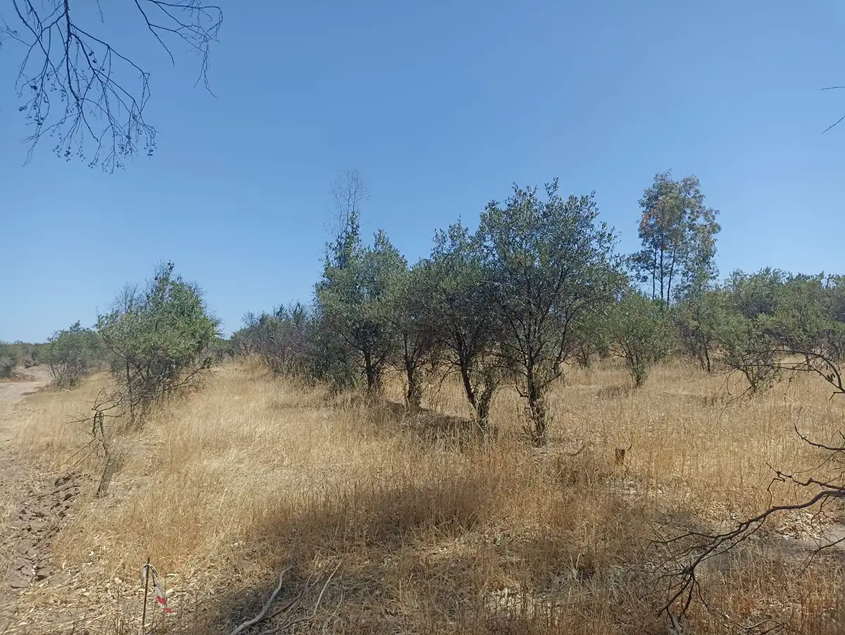 🌿 Parcelación Olivos de Marchigue - Imagen 7
