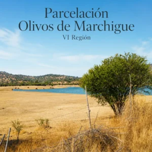 🌿 Parcelación Olivos de Marchigue