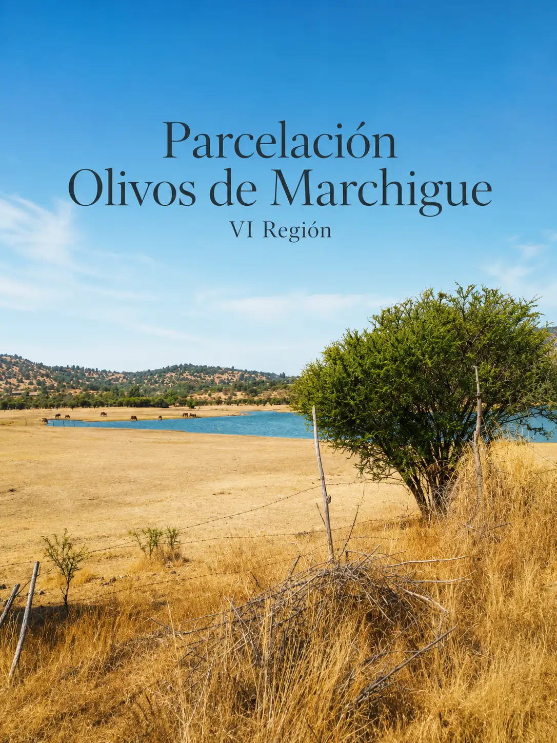 🌿 Parcelación Olivos de Marchigue